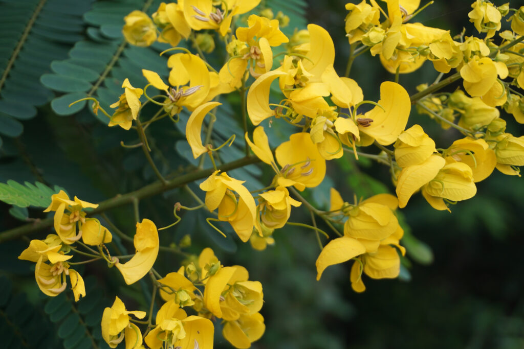 Senna,Siamea,(yellow,Cassia),Flower